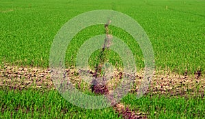 Fields and rice plants