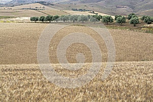 Campo maturo essiccato grano grano Sicilia, pronto raccolto 