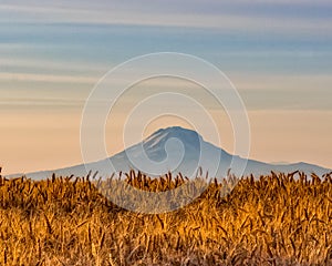 The fields are ripe! Let the Harvest Begin