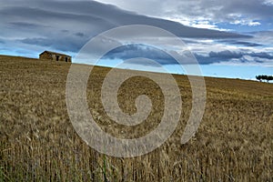 Campo maturo siciliano grano grano sul tramonto 