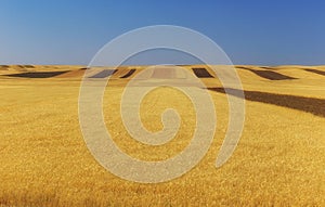 Fields of ripened wheat in the mountains