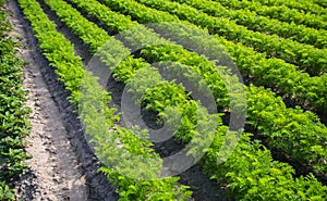 Fields rows of carrots. Growing vegetables in a farm field. Agroindustry, organic agriculture. Agronomy. Farming olericulture.