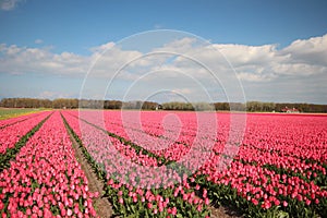 Fields with rows of pink tulips in springtime for agriculture of flowerbulb on island Goeree-Overflakkee in the Netherlands