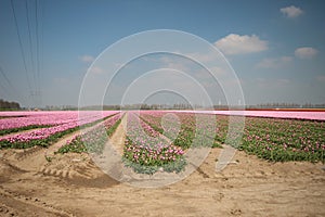 Fields with rows of pink tulips in springtime for agriculture of flowerbulb on island Goeree-Overflakkee in the Netherlands