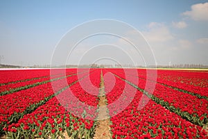 Fields with rows of red tulips in springtime for agriculture of flowerbulb on island Goeree-Overflakkee in the Netherlands