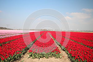 Fields with rows of red tulips in springtime for agriculture of flowerbulb on island Goeree-Overflakkee in the Netherlands