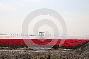 Fields with rows of red tulips in springtime for agriculture of flowerbulb on island Goeree-Overflakkee in the Netherlands, watere