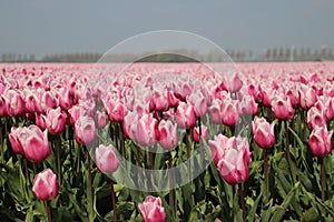 Fields with rows of red and white tulips in springtime for agriculture of flowerbulb on island Goeree-Overflakkee in the Netherlan