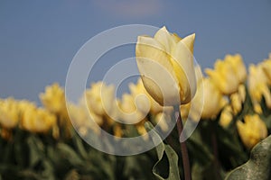 Fields with rows of yellow tulips in springtime for agriculture of flowerbulb on island Goeree-Overflakkee in the Netherlands.