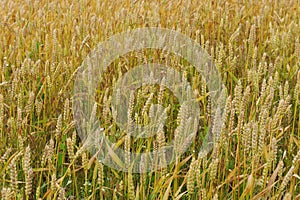 Fields of rye, background