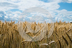 Fields of rye and storm sky in background