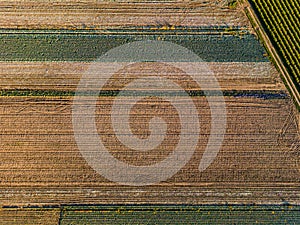 Fields seen from above with tire tracks and tractor tracks after harvesting cabbages next to a dirt road