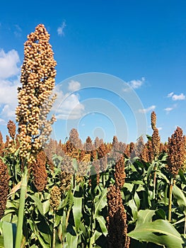 September in the fields