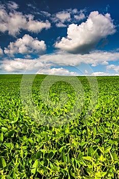 Fields of soybean, in rural Baltimore County, Maryland.