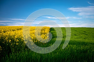 Fields of Spring Flowers: Golden Rapeseed and Green Wheat in Full Bloom