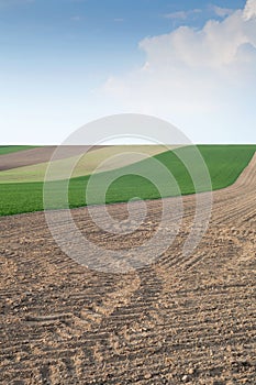 Fields in springtime