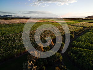 Fields of Sugar cane in Mackay Queensland