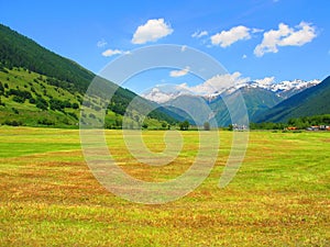 Fields in summertime in the Swiss Alps