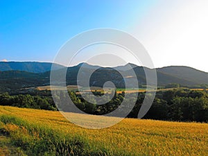 Fields in summertime in the Swiss Alps