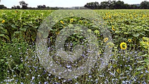 Fields of sunflower