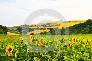 Fields with sunflowers and wheat