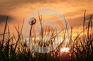Fields on the sunset