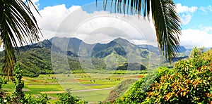 Fields of Taro, Hanalei Valley, Kauai, Hawaii