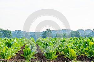 Fields of Tobacco