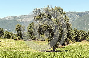 Fields with trees