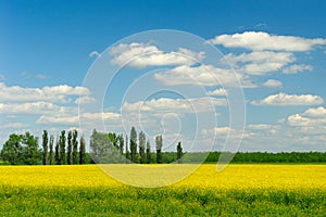 Fields and trees in spring