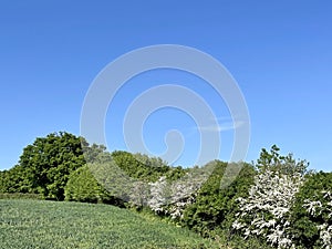 Fields and trees in spring