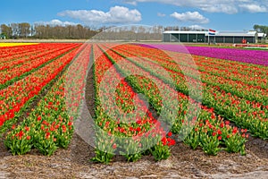 Fields of tulip bulb farm in Holland, Lisse, the Netherlands, gardening, cultivation