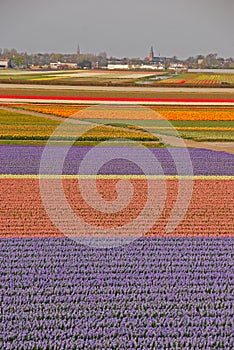 Fields of Tulips beyond a Town photo
