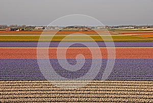 Fields of Tulips beyond a Town with small houses