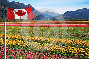 Canada Tulip fields