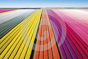 Fields of tulips of different colors. Generative AI