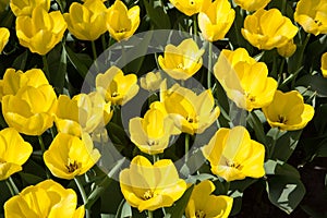 Fields of tulips in Keukenhof park in Netherlands