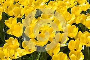 Fields of tulips in Keukenhof park in Netherlands