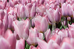 Fields of tulips in Keukenhof park in Netherlands