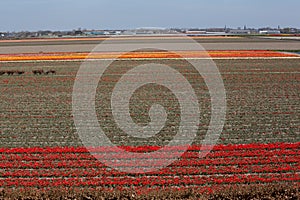 Fields of tulips in Keukenhof park in Netherlands