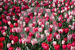 Fields of tulips in Keukenhof park in Netherlands