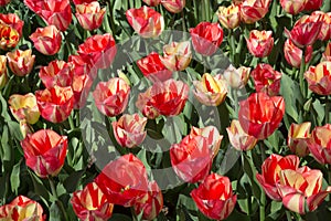 Fields of tulips in Keukenhof park in Netherlands