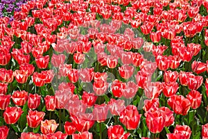 Fields of tulips in Keukenhof park in Netherlands