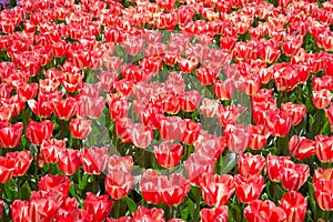 Fields of tulips in Keukenhof park in Netherlands