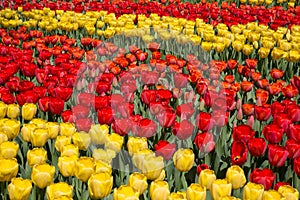 Fields of tulips in Keukenhof park in Netherlands