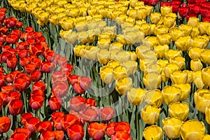 Fields of tulips in Keukenhof park in Netherlands