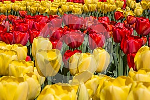 Fields of tulips in Keukenhof park in Netherlands