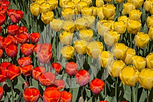 Fields of tulips in Keukenhof park in Netherlands