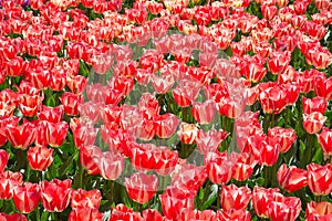 Fields of tulips in Keukenhof park in Netherlands