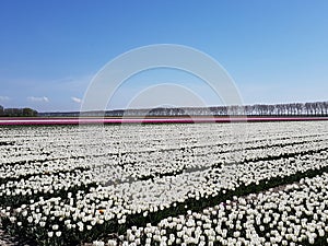 Fields with tulips white and red white in rows on a field on Goeree in the Netherlands